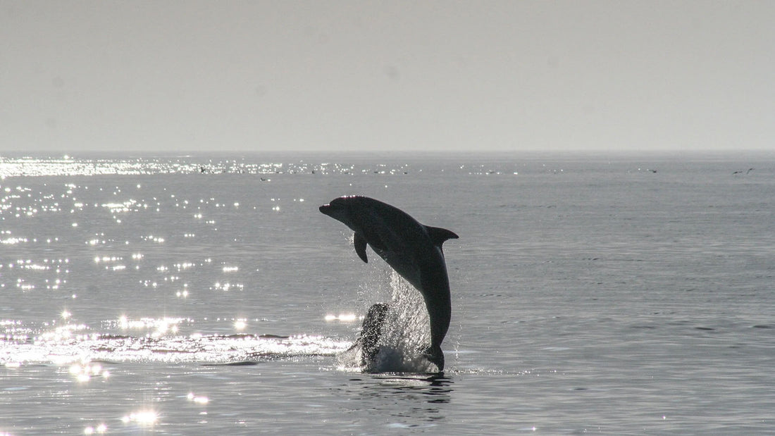 Amazing Dolphin Surfing Waves Photo