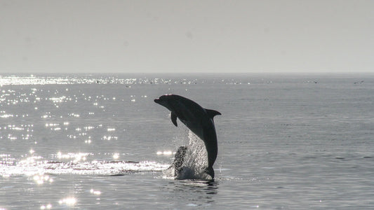 Amazing Dolphin Surfing Waves Photo