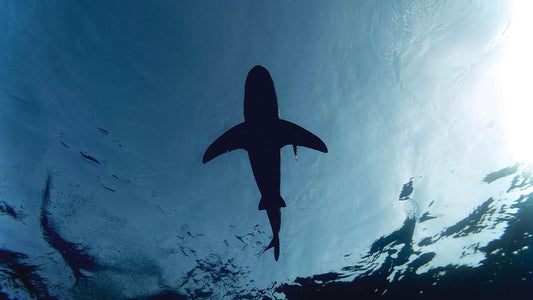 shark silhouette in water