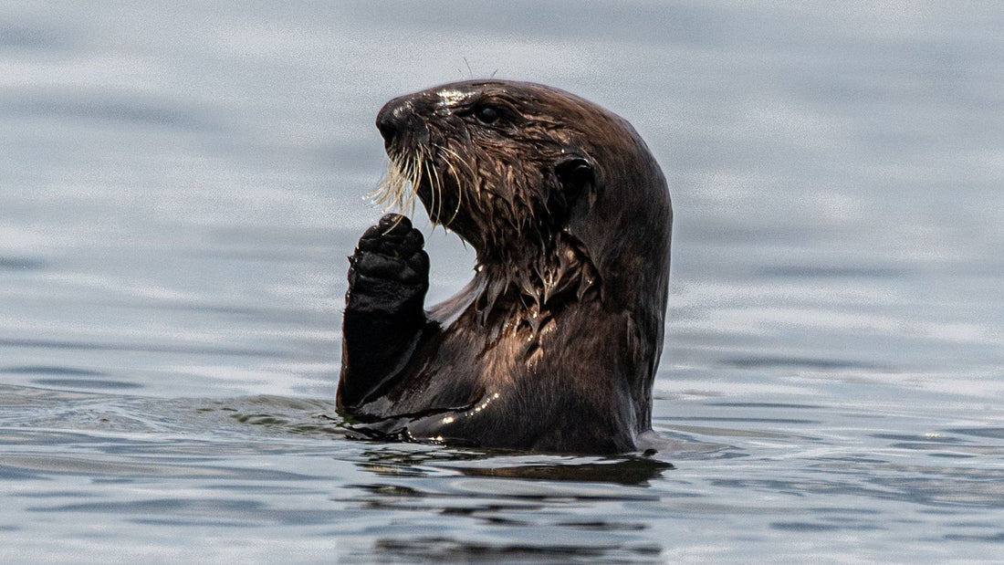 Otter in water