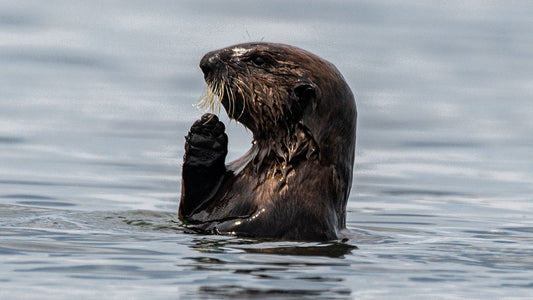 Otter in water