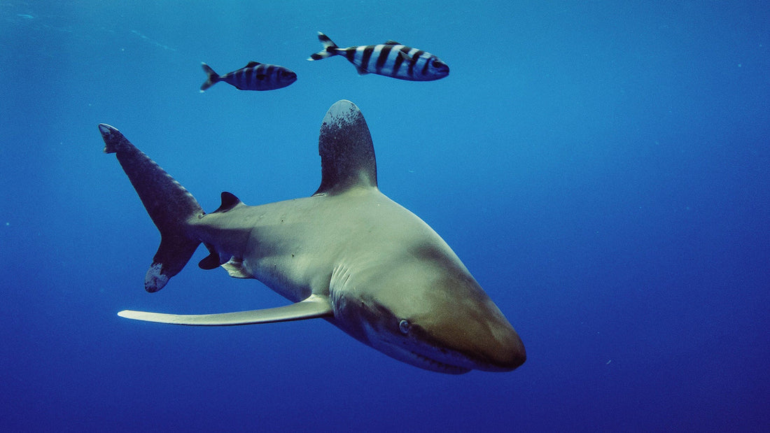 Shark Proof Wetsuits