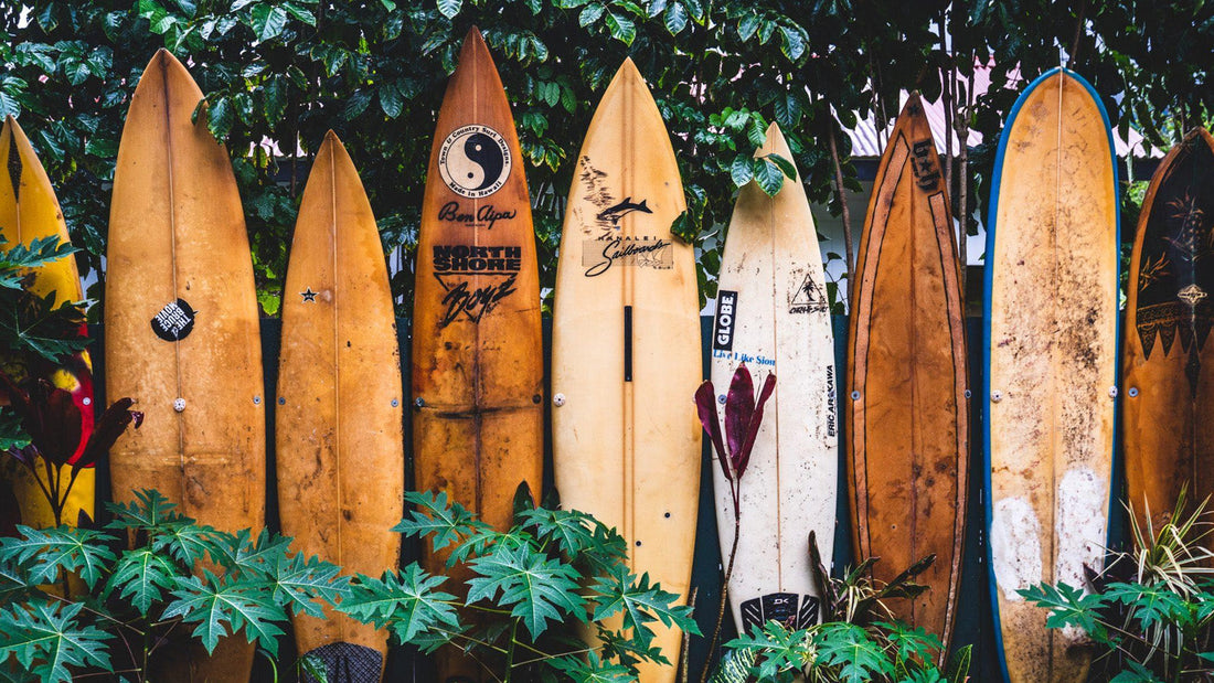A group of surfboards lined up in a bush