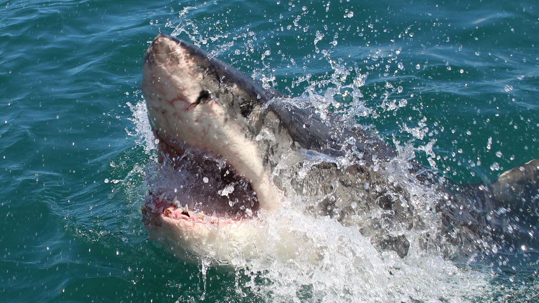 Great White Shark