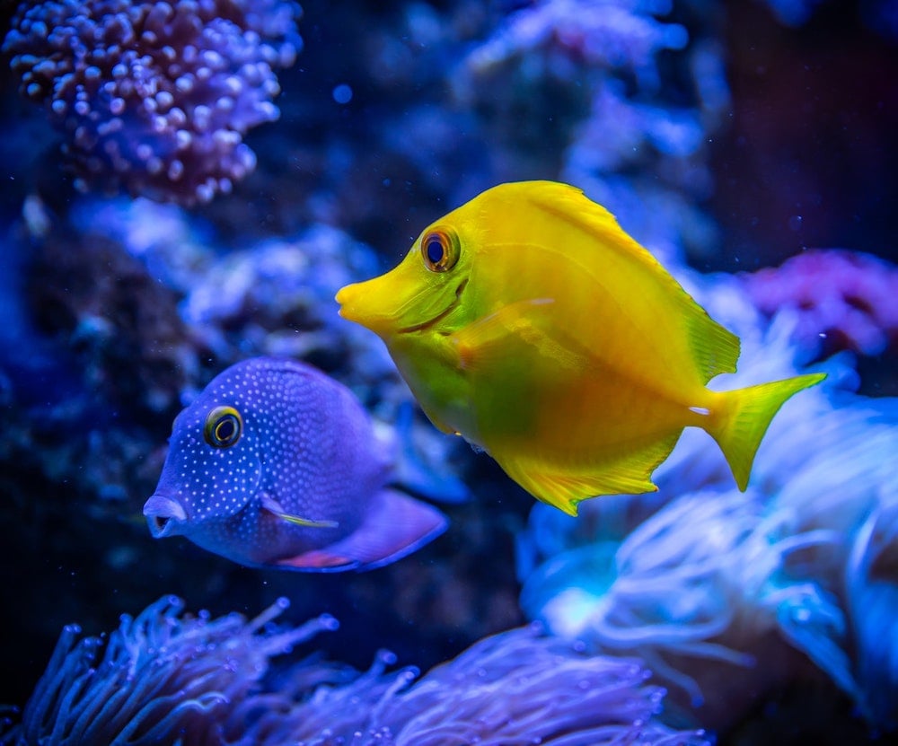 Why is Plastic Harmful to Beach and Ocean Wildlife?