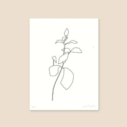 Midday x James Wilson A4 'Succulent Pt.01' Art Print